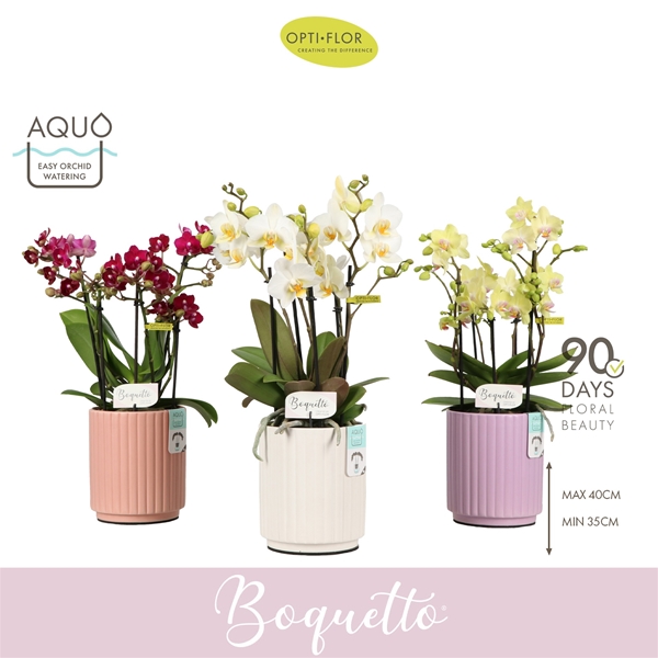 Phalaenopsis Boquetto Mixtray in Molise Mix Aquo