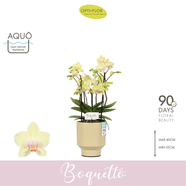 Phalaenopsis Boquetto Sensation in Emilia Sand Aquo