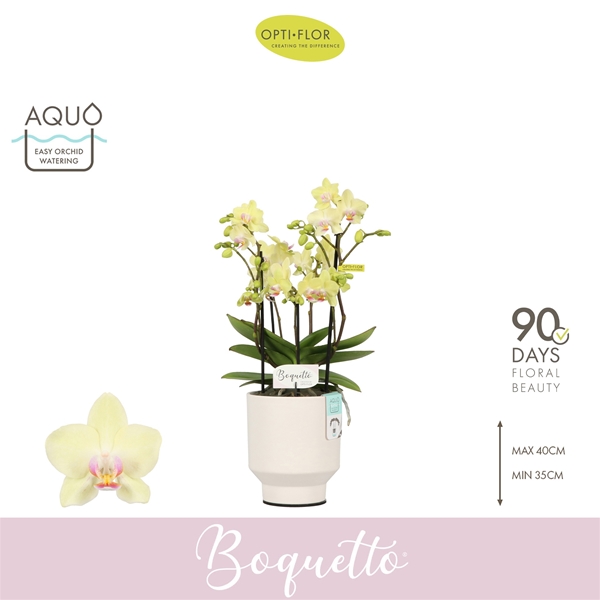 Phalaenopsis Boquetto Sensation in Emilia White Aquo