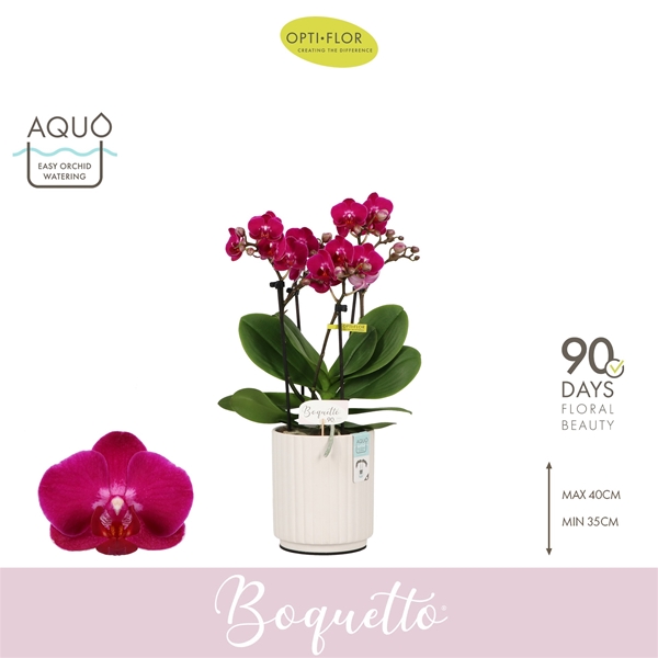 Phalaenopsis Boquetto Whisper in Molise White Aquo