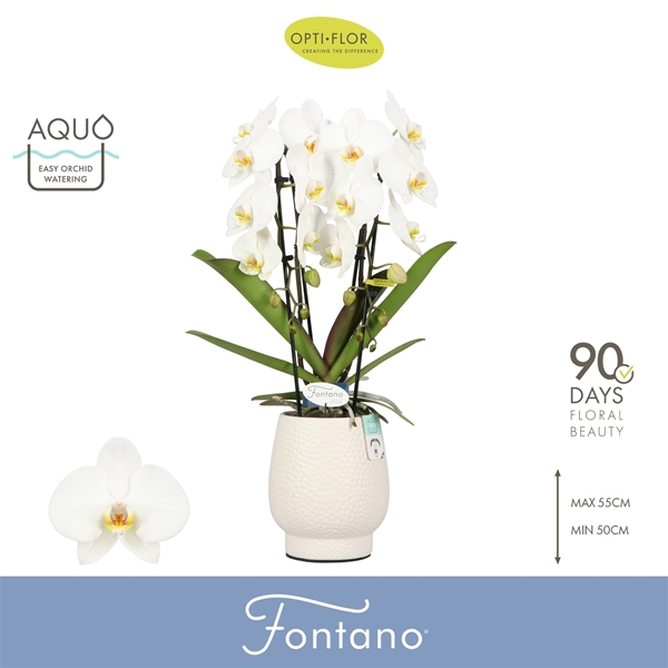 Phalaenopsis 2-t Fontano Versailles  in Abruzzo White Aquo