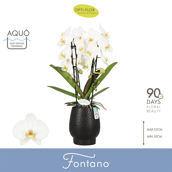 Phalaenopsis 2-t Fontano Versailles in Abruzzo Black Aquo