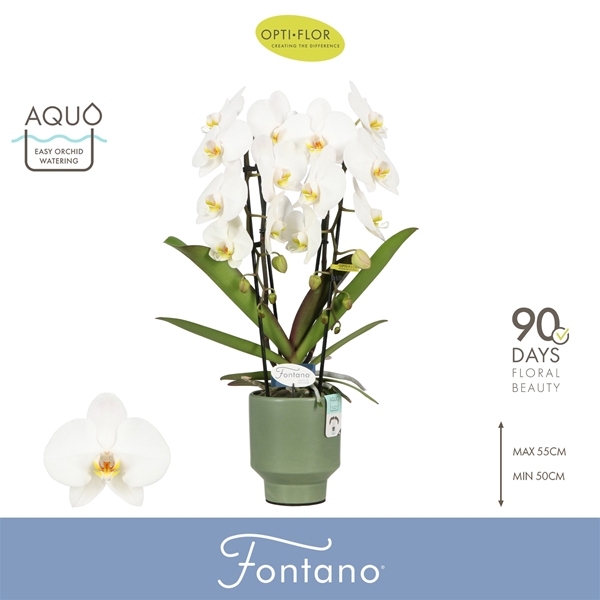 Phalaenopsis 2-t Fontano Versailles in Emilia Green Aquo