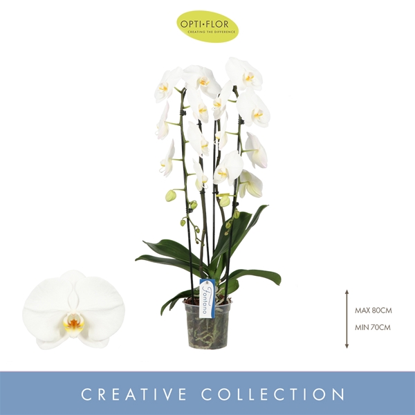 Phalaenopsis 2-t Fontano Wealth
