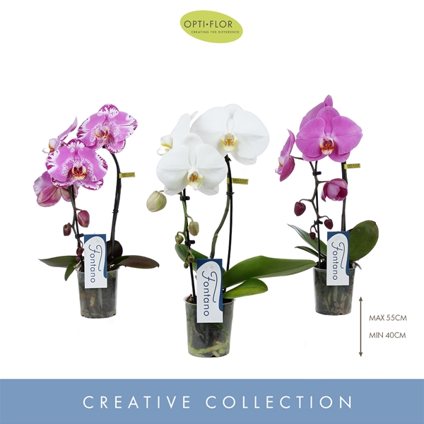 Phalaenopsis Fontano 1-t Mixtray
