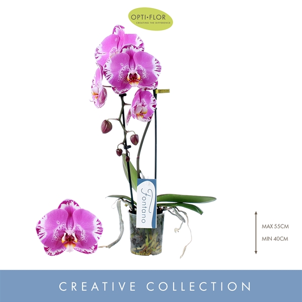 Phalaenopsis Fontano 1-t Swarosvki