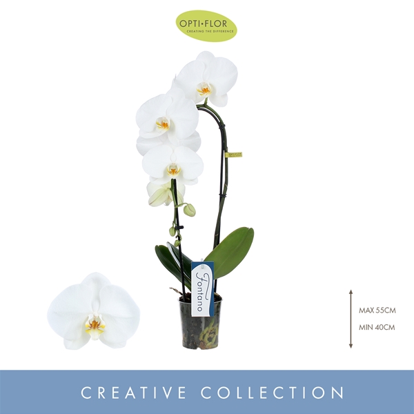Phalaenopsis Fontano 1-t Crown