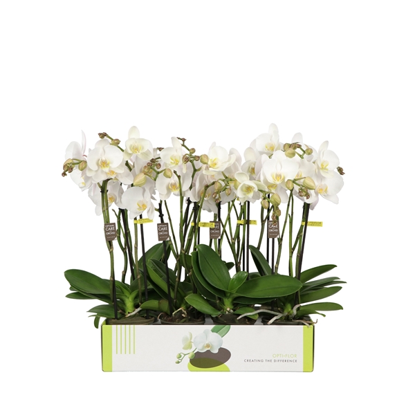 Phalaenopsis 2-t Flirto Dreams