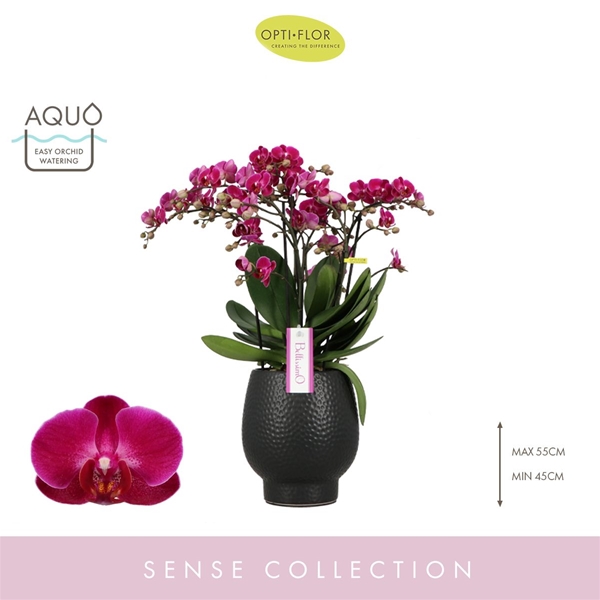 Phalaenopsis Bellissimo Amore in Abruzzo Black Aquo