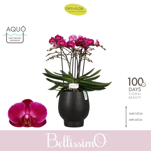 Phalaenopsis Bellissimo Amore in Abruzzo Black Aquo