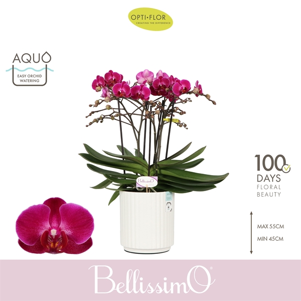 Phalaenopsis Bellissimo Amore in Molise White Aquo