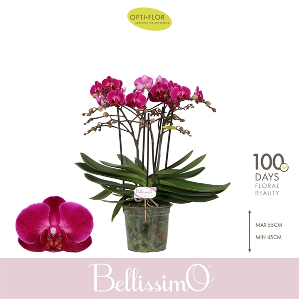 Phalaenopsis Bellissimo Amore