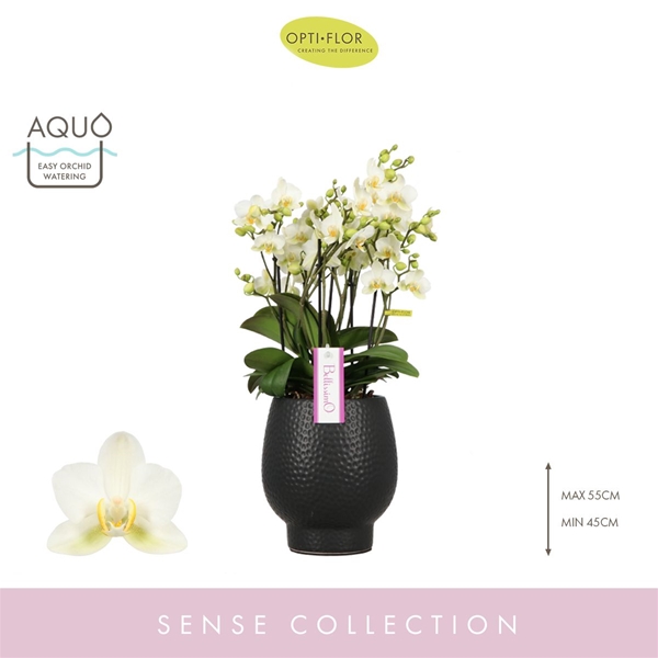 Phalaenopsis Bellissimo Bella in Abruzzo Black Aquo