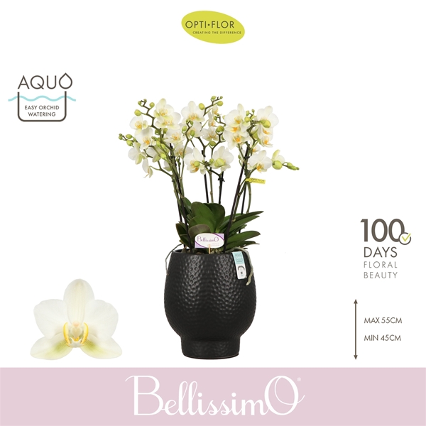 Phalaenopsis Bellissimo Bella in Abruzzo Black Aquo