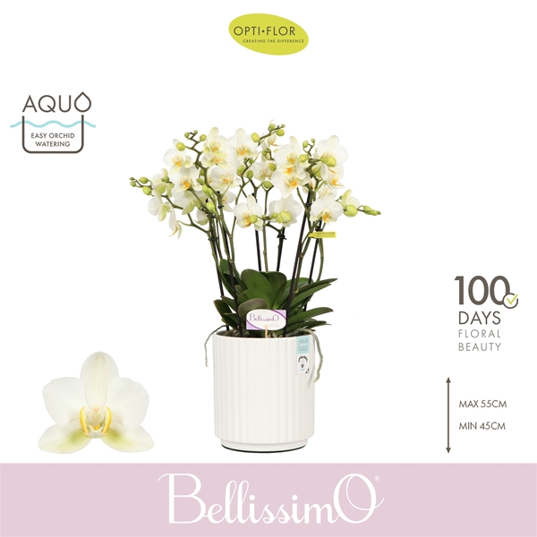 Phalaenopsis Bellissimo Bella in White Molise