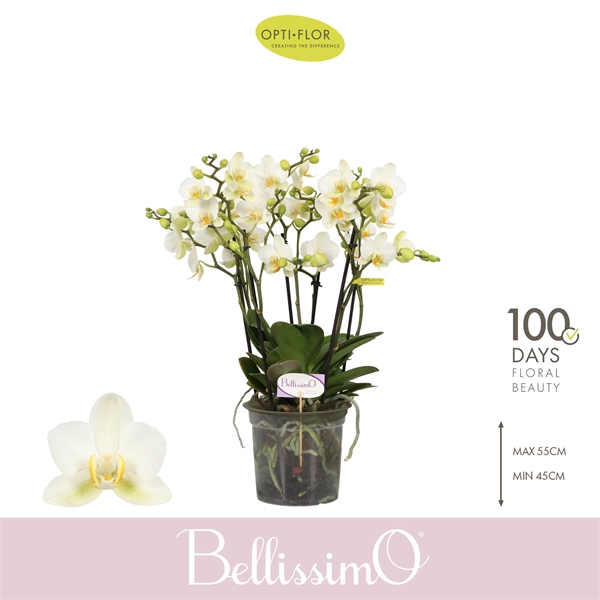 Phalaenopsis Bellissimo Bella