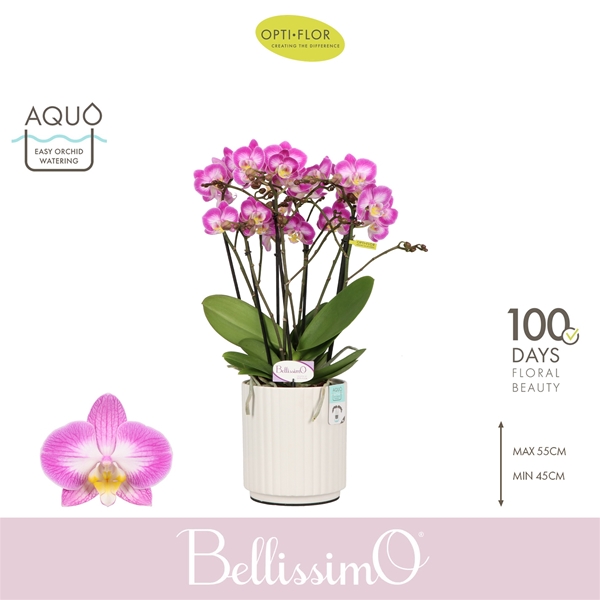 Phalaenopsis Bellissimo Caro in Molise White Aquo