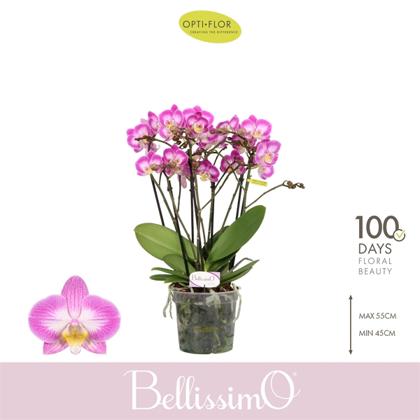 Phalaenopsis Bellissimo Caro