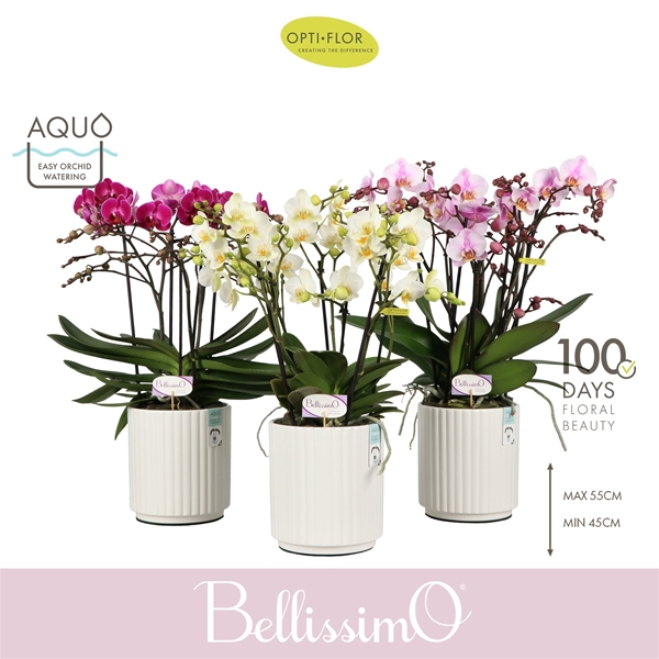 Phalaenopsis Bellissimo Mix In Molise White Keramik