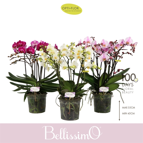 Phalaenopsis Bellissimo Mixtray