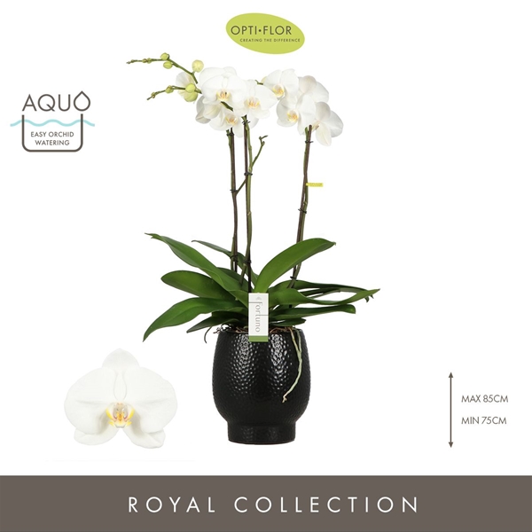 Phalaenopsis 3-t Fortuno Largo in Abruzzo Black Aquo