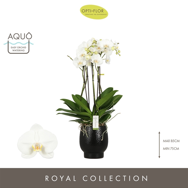 Phalaenopsis 5-t Fortuno Largo in Abruzzo Black Aquo
