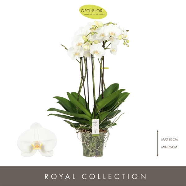 Phalaenopsis 5-t Fortuno Largo