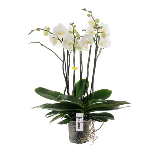 Phalaenopsis 6-t Fortuno Largo