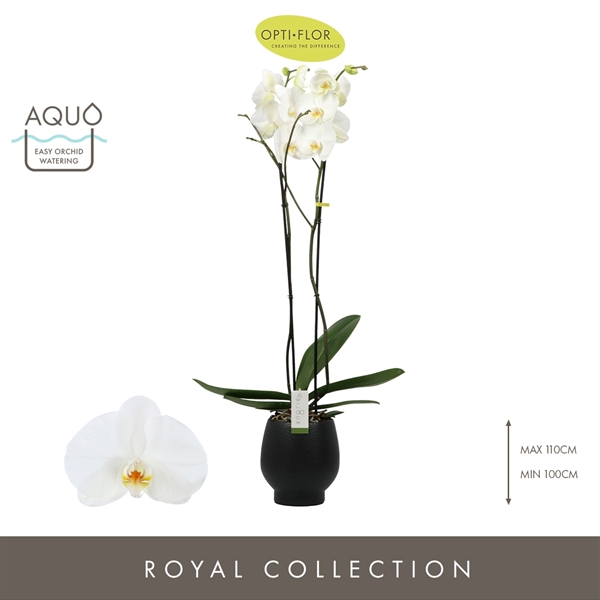 Phalaenopsis 2-t Bijoux in Abruzzo Black Aquo