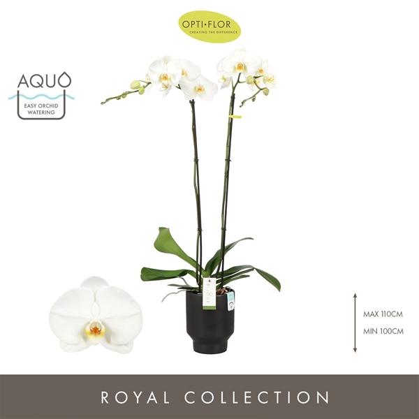 Phalaenopsis 2-t Bijoux Diamond in Emilia Dark Brown Aquo