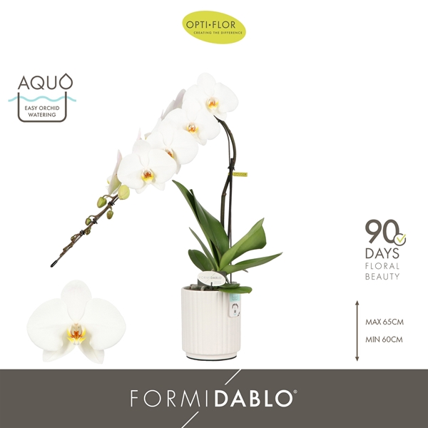 Phalaenopsis Formidablo Niagara Falls in Molise White Aquo