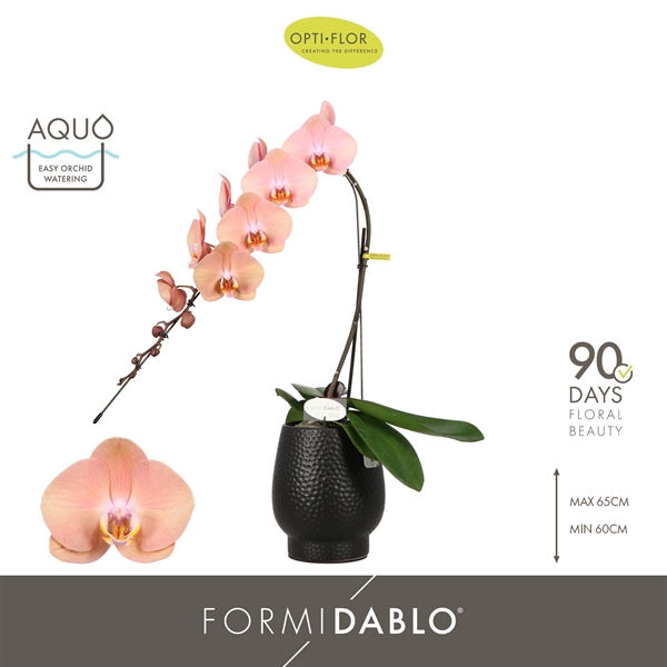 Phalaenopsis Formidablo Cameron Falls in Abruzzo Black Aquo
