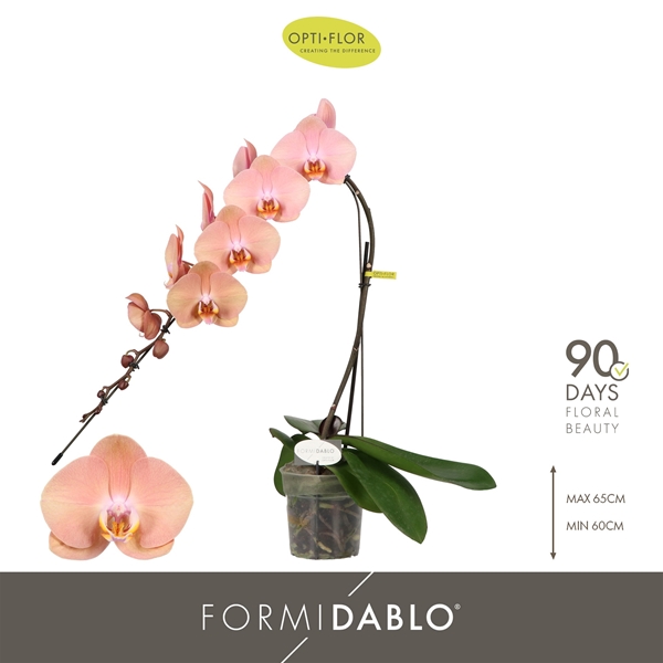 Phalaenopsis Formidablo Cameron Falls