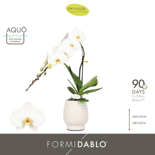 Phalaenopsis Formidablo Niagara Falls in Abruzzo White Aquo
