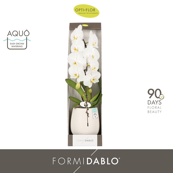 Phalaenopsis Formidablo Niagra Falls in Abruzzo White Aquo Geschenkbox