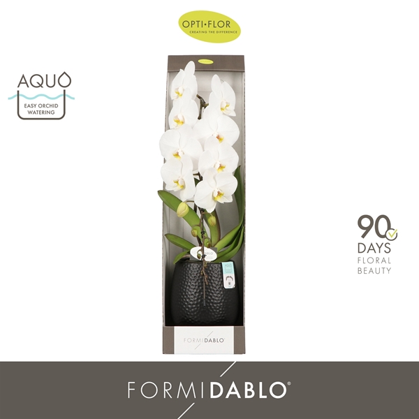Phalaenopsis Formidablo Niagara Falls Abruzzo Black Aquo Geschenkbox