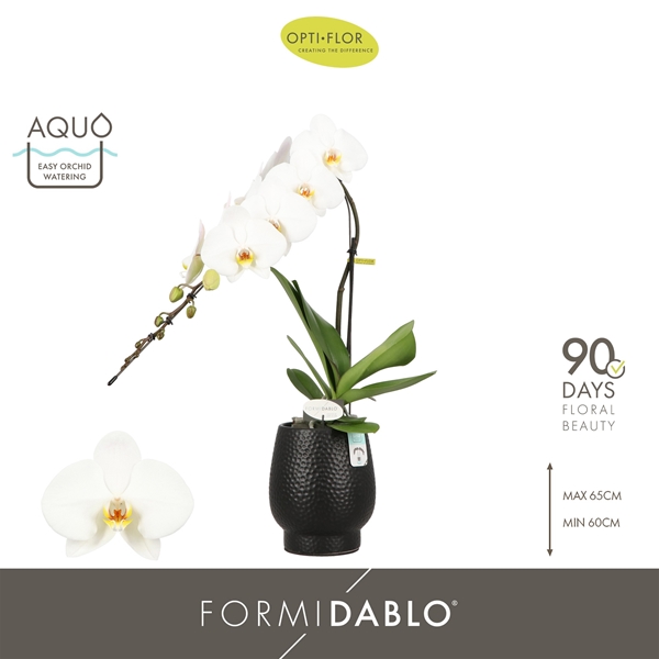 Phalaenopsis Formidablo Niagara Falls in Abruzzo Black Aquo