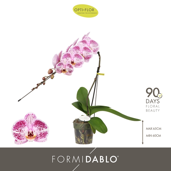 Phalaenopsis Formidablo Iguaza Falls