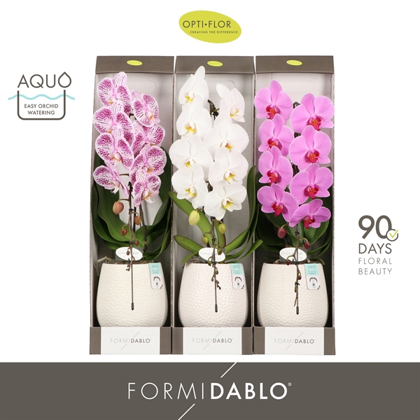Phalaenopsis Formidablo Mix in Abruzzo White Aquo Geschenkbox