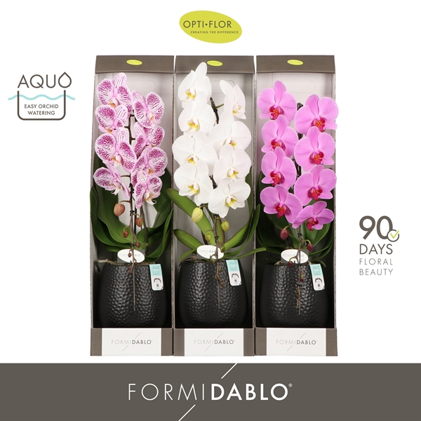 Phalaenopsis Formidablo Mix in Abruzzo Black Aquo Geschenkbox