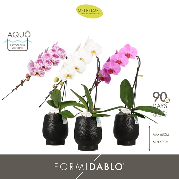 Phalaenopsis Formidablo Mixtray in Abruzzo Black Aquo