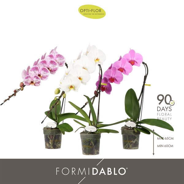 Phalaenopsis Formidablo Mixtray