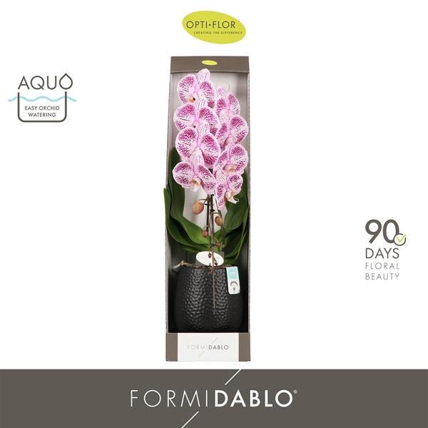Phalaenopsis Formidablo Iguaza Falls in Abruzzo Black Geschenkbox