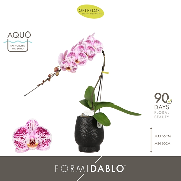 Phalaenopsis Formidablo Iguazu Falls in Abruzzo Black Aquo