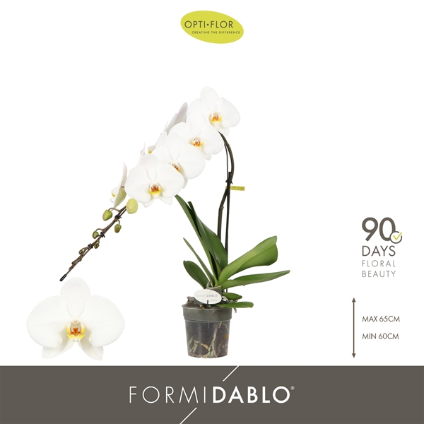 Phalaenopsis Formidablo Niagara Falls