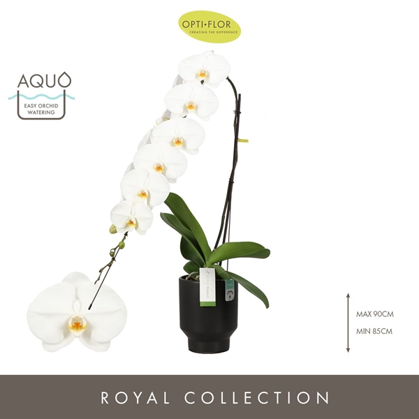 Phalaenopsis Formidablo Yosemite Falls in Emilia Dark Brown Aquo