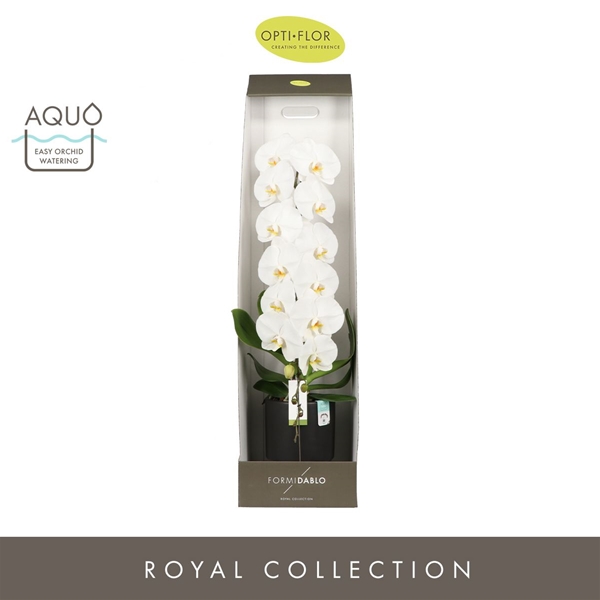 Phalaenopsis Formidablo Yosemite Falls in Emilia DarkBrown Aquo Geschenkbox