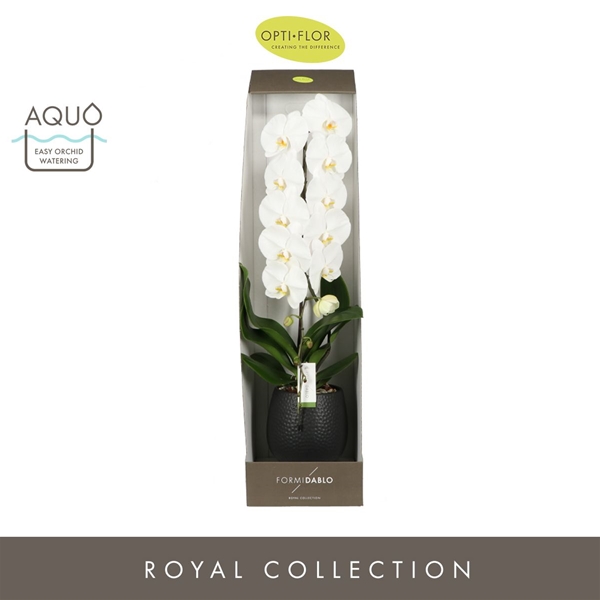 Phalaenopsis Yosemite Falls in Abruzzo Black Aquo Geschenkbox