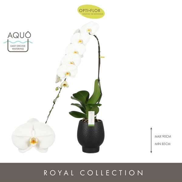 Phalaenopsis Formidablo Yosemite Falls in Abruzzo Black Aquo