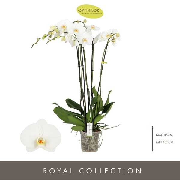 Phalaenopsis 5-t Fortuno Alto